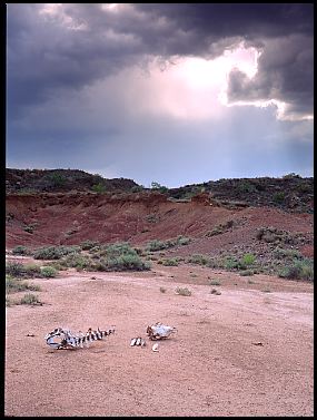 Badlands Bones