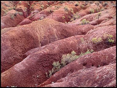 Badlands Bones