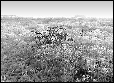 Frosted Cholla