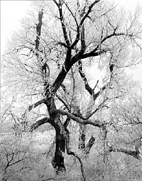Cottonwoods, Ice Storm