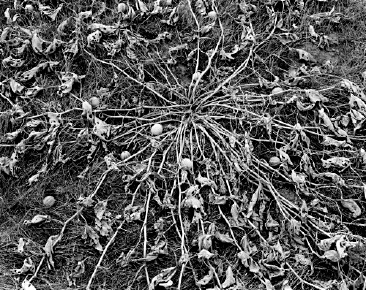 Drought Killed Gourds