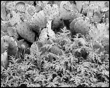 Prickly Pear and Weeds