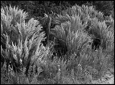 Fence Line