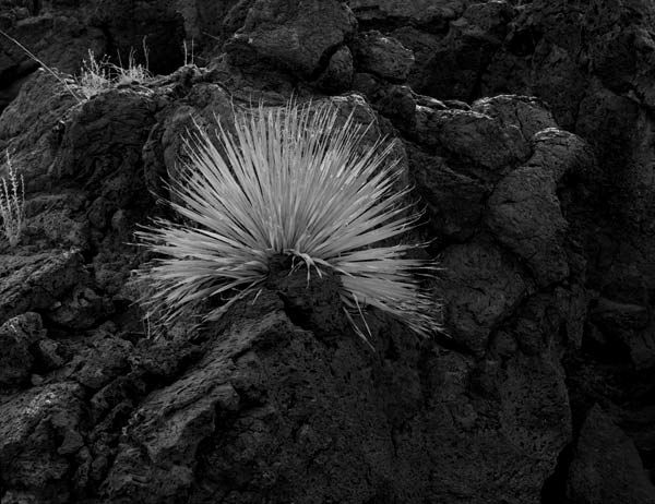 Sotol in Lava