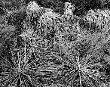 Dead Yucca