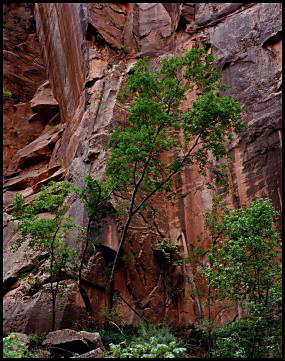 Tree and Canyon Wall, Zion Canyon National Park